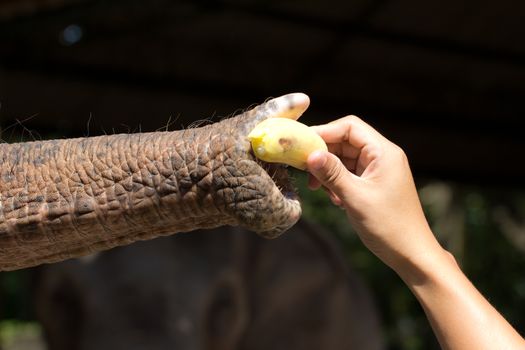 Men hand feeding an elephant with banana