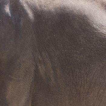 elephant skin texture for background