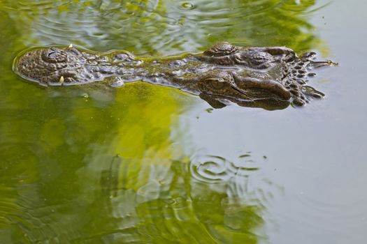 Alligator head in the water