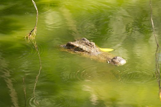 Alligator head in the water