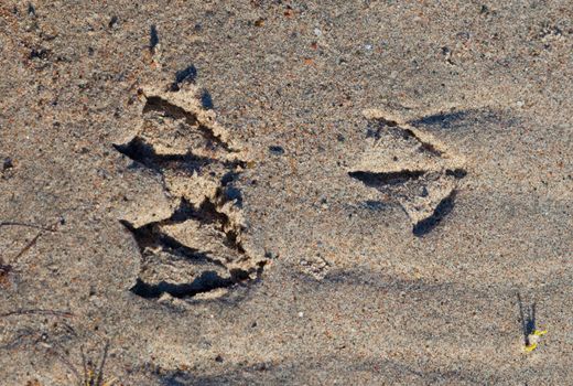 bird footprints in sand on the seashore 