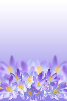 Violet spring crocus flowers on blurred background with copy-space for your text
