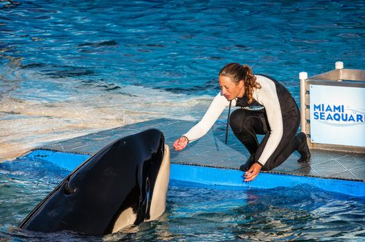 MIAMI,US - JANUARY 24,2014: Lolita,the killer whale at the Miami Seaquarium.Founded in 1955,the oldest oceanarium in the United States,the facility receives over 500,000 visitors annually 