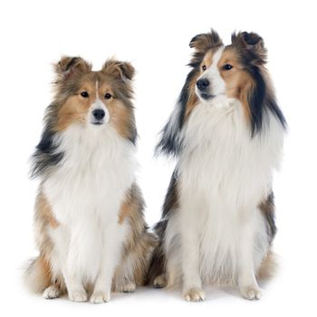 purebred shetland dogs in front of white background