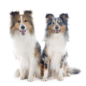 purebred shetland dogs in front of white background