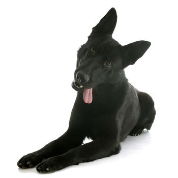 black german shepherd in front of white background