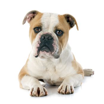 portrait of a purebred english bulldog in front of white background