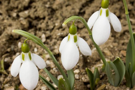 Snowdrops at spring time growing in the nature.