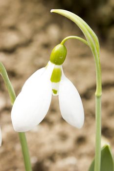 Snowdrops at spring time growing in the nature.