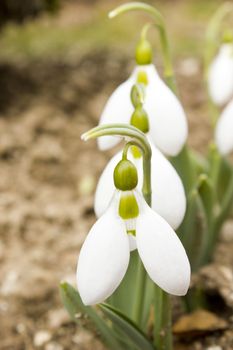 Snowdrops at spring time growing in the nature.