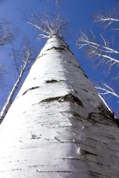 Britch tree forest at spring time.