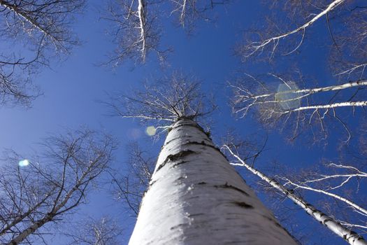 Britch tree forest at spring time.