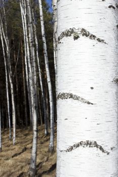 Britch tree forest at spring time.