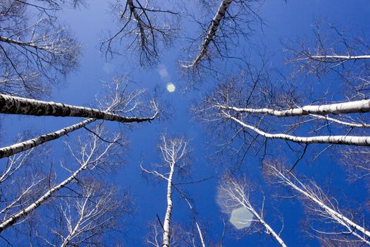 Britch tree forest at spring time.