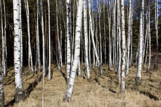 Britch tree forest at spring time.