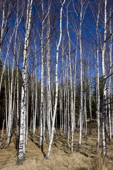 Britch tree forest at spring time.