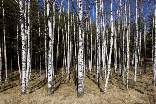 Britch tree forest at spring time.