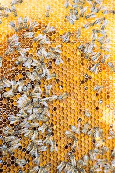 Bees on honeycomb in beehive working and collecting pollen and honey