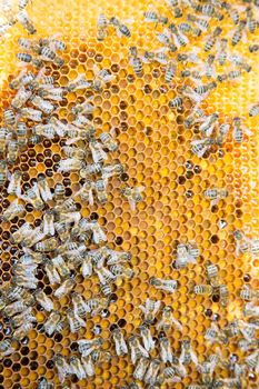Bees on honeycomb in beehive working and collecting pollen and honey