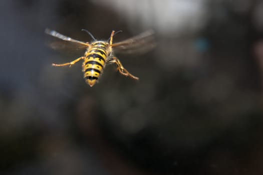 Wasp queen in flight before blurry background