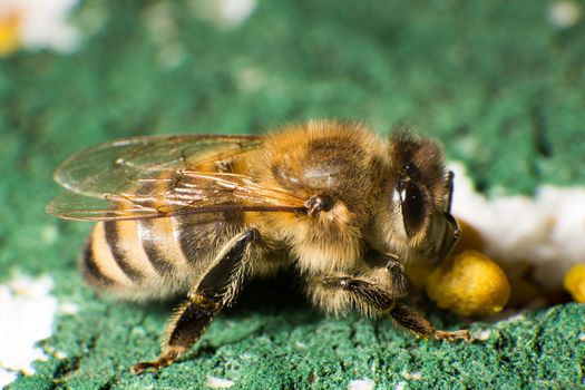 Closeup or macro photo of a bee at beehive