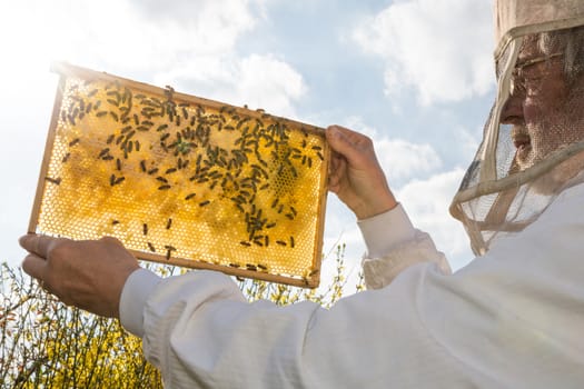 Beekeeper holds frame with honeycomb at bee colonyagainst the sun