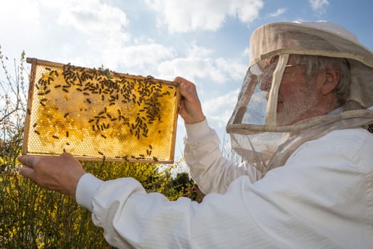 Beekeeper holds frame with honeycomb at bee colonyagainst the sun