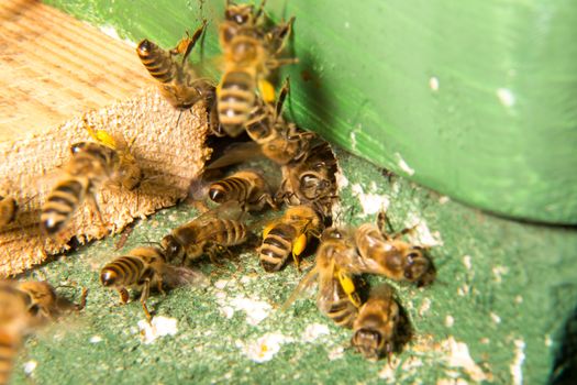 Many bees at beehive entering or leaving the bee colony