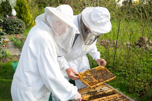 Two beekeepers maintaining beehive to ensure health of the bee colony or honey harvest