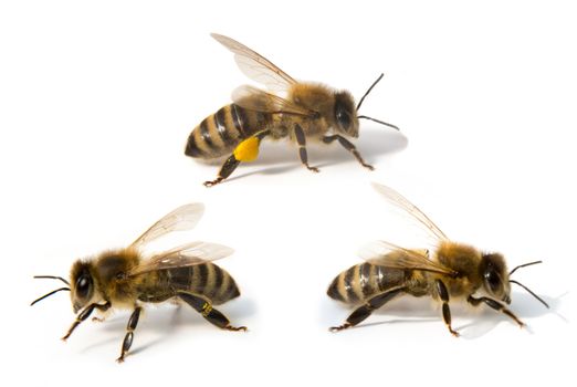 Bees isolated in front of white background