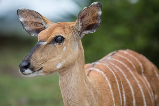 Gentle Nyala antelope with enormous eyes and doe eyed look