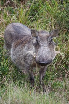 Female warthog standing in the grass in Africa