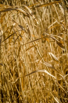 Nature Background Of Dry Golden Grass