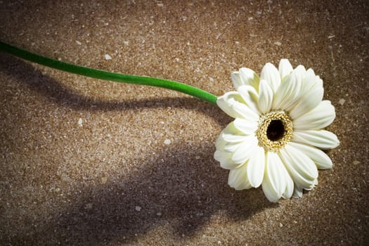 beautiful white gerbera on a brown marble