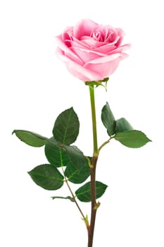 single pink rose on a white background