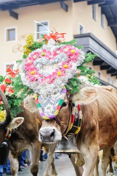 Decorated cows on a traditional festival in tyrol, austria