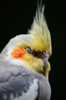 Beautiful Cockatiel (Nymphicus hollandicus), closeup head profile