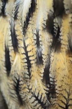 Closeup Eurasian Eagle Owl feathers