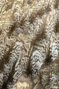 Closeup Great Grey Owl feathers 