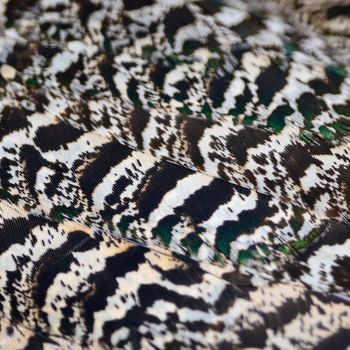 Green Peafowl feather background