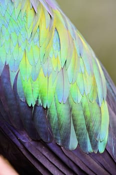 Closeup shot of a Nicobar Pigeon feathers 