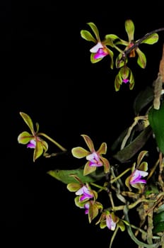 Green orchid, Phalaenopsis braceana, isolated on a black background