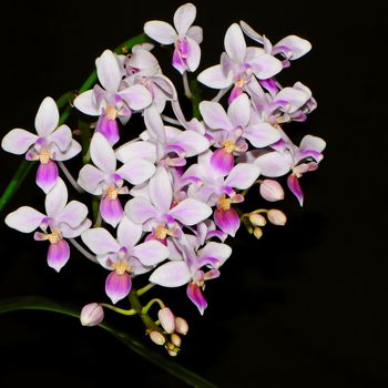 Purple orchid, Phalaenopsis equestris, isolated on a black background