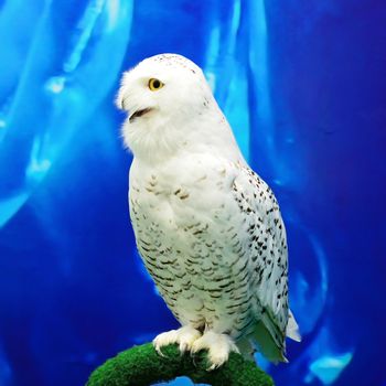 Closeup Snowy Owl (Bubo scandiacus) 