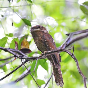 Colorful Frogmouth bird, Gould Frogmouth standing on a branch, breast profile, taken in Thailand