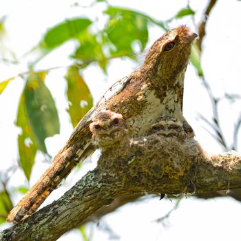 Colorful Frogmouth bird, Hodgson Frogmouth with its  two juvenile chicks in the nest , taken in Thailand