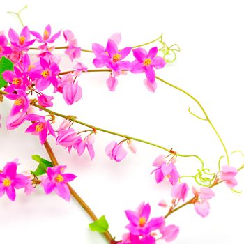 Colorful pink Coral Vine (Antigonon leptopus) isolated on a white background