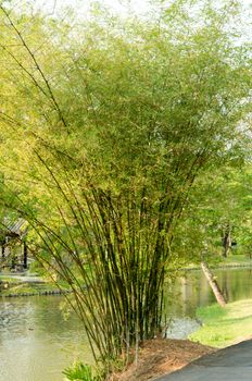 greens and strong vertical lines of trees in a bamboo.