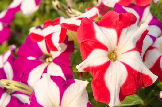 Phlox red and purple flowers in the garden.