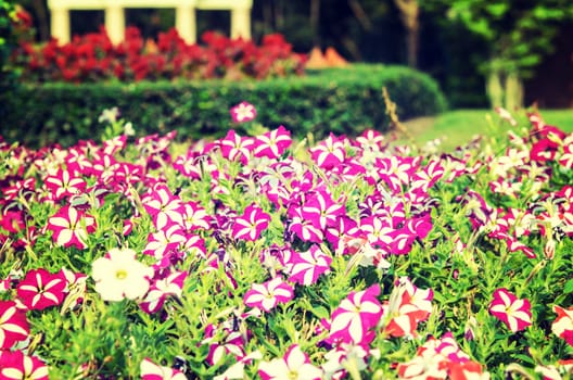 Phlox red and purple flowers in the garden.vintage